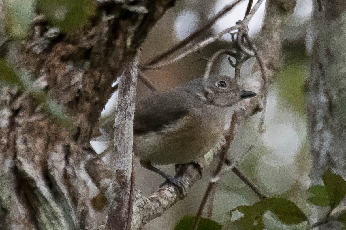 Red-tailed Vanga - ML628811980