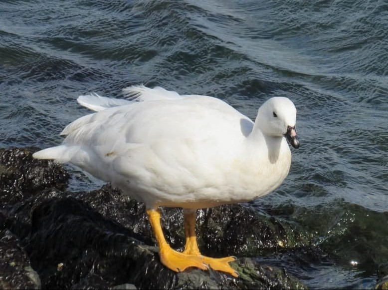 Kelp Goose - ML628811983
