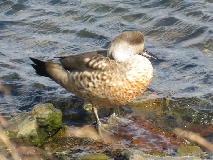 Crested Duck - ML628811990