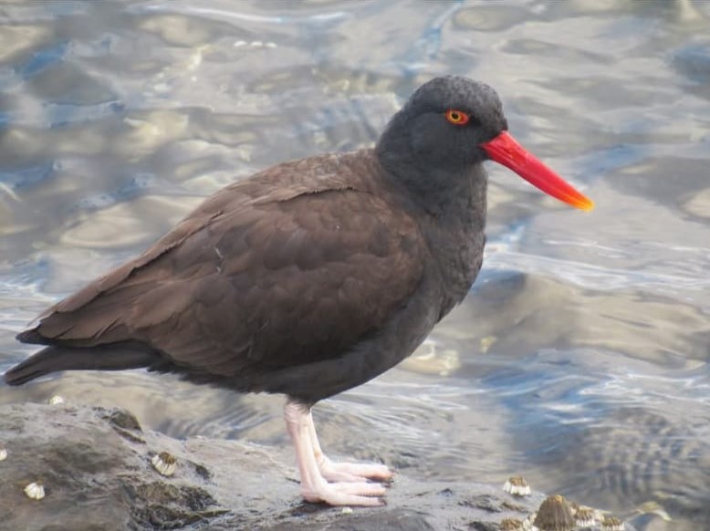 Blackish Oystercatcher - ML628811995