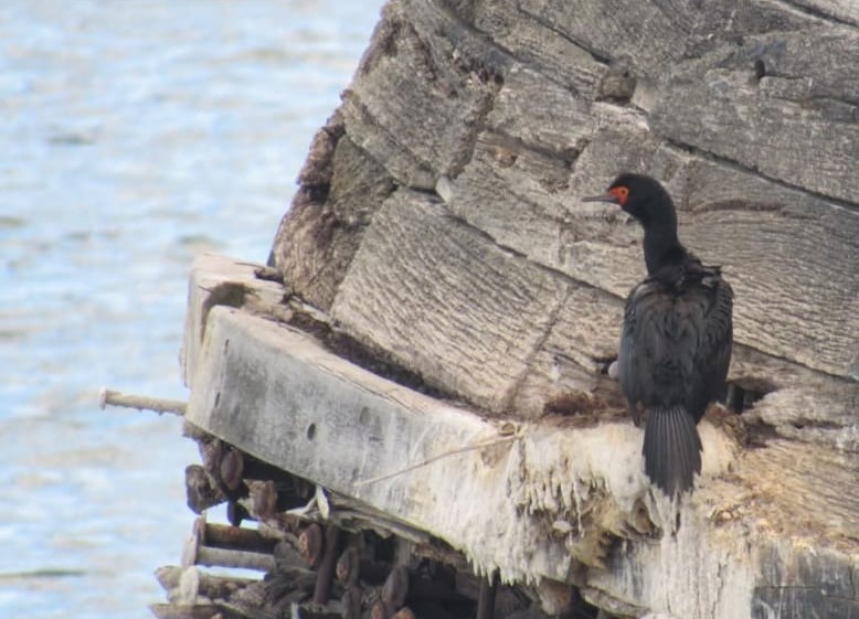 Magellanic Cormorant - ML628812008