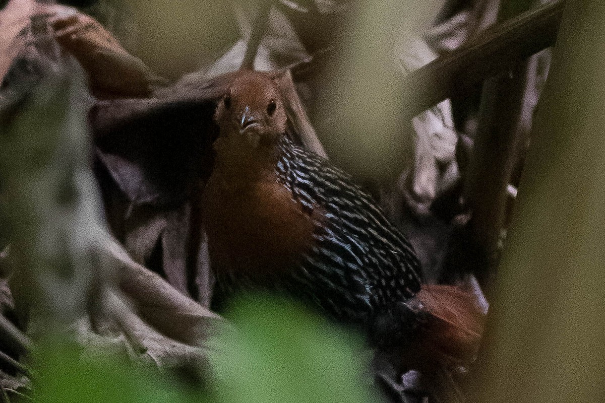 Madagascar Flufftail - ML628812013