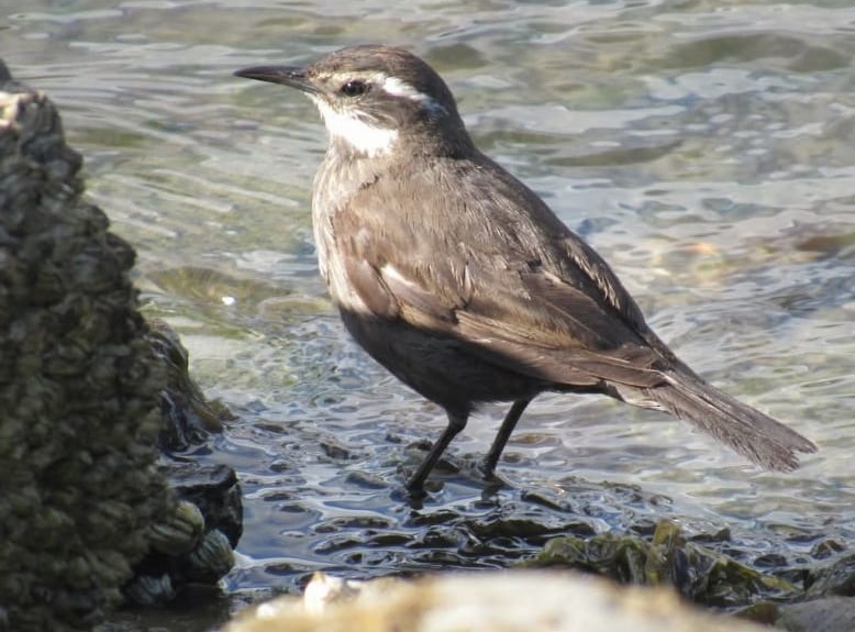 Buff-winged Cinclodes - ML628812014