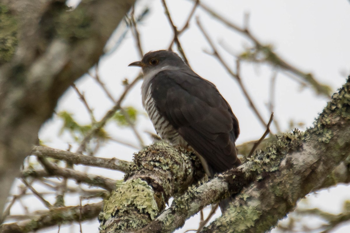 Madagascar Cuckoo - ML628812034
