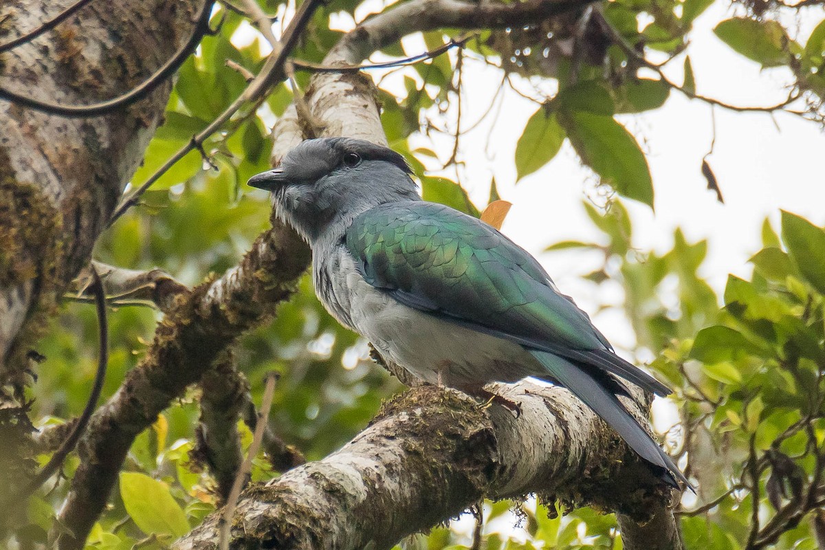 Cuckoo-roller - ML628812163