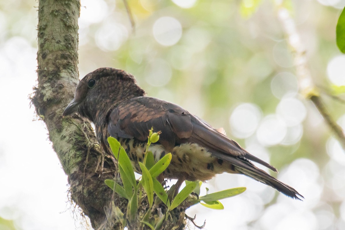 Cuckoo-roller - ML628812164