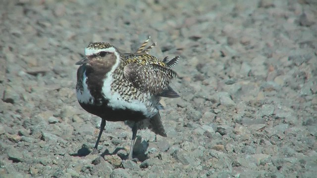 European Golden-Plover - ML628812215