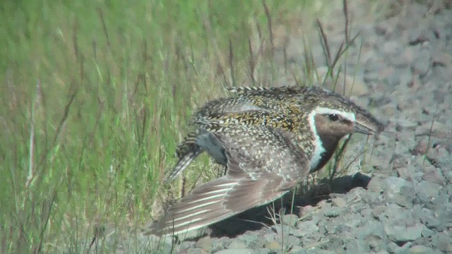European Golden-Plover - ML628812217