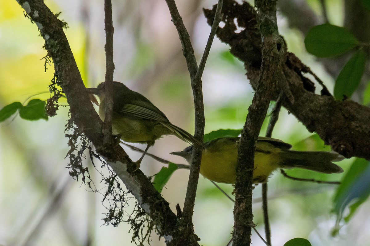 Wedge-tailed Jery - ML628812240