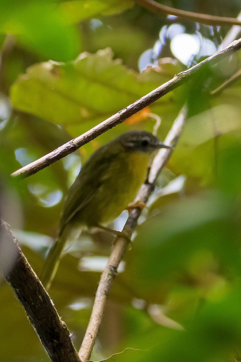 Wedge-tailed Jery - ML628812249