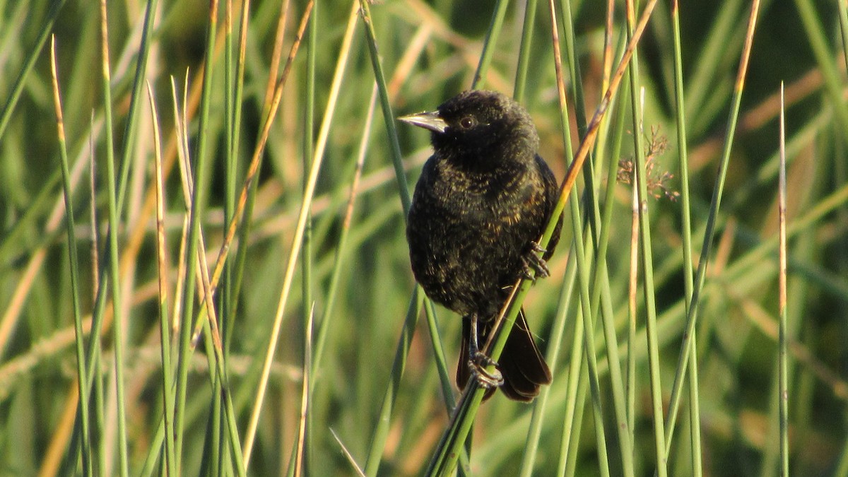 Unicolored Blackbird - ML628812269