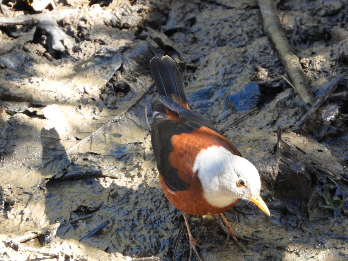 Chestnut Thrush - ML628812299