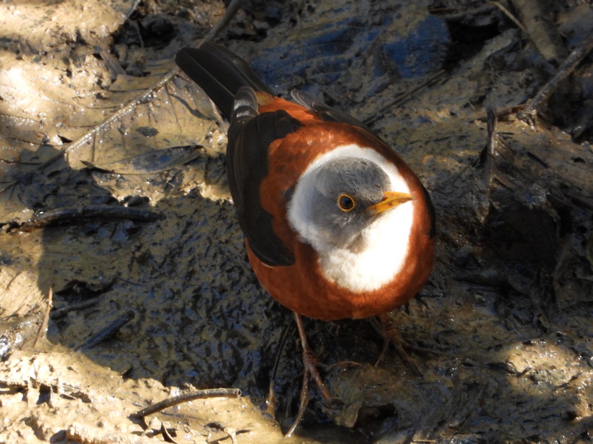 Chestnut Thrush - ML628812300