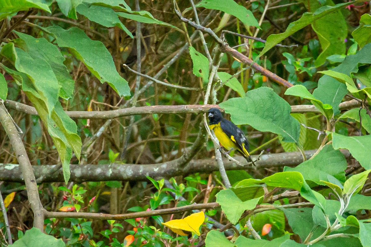 Tarin à ventre jaune - ML628812318