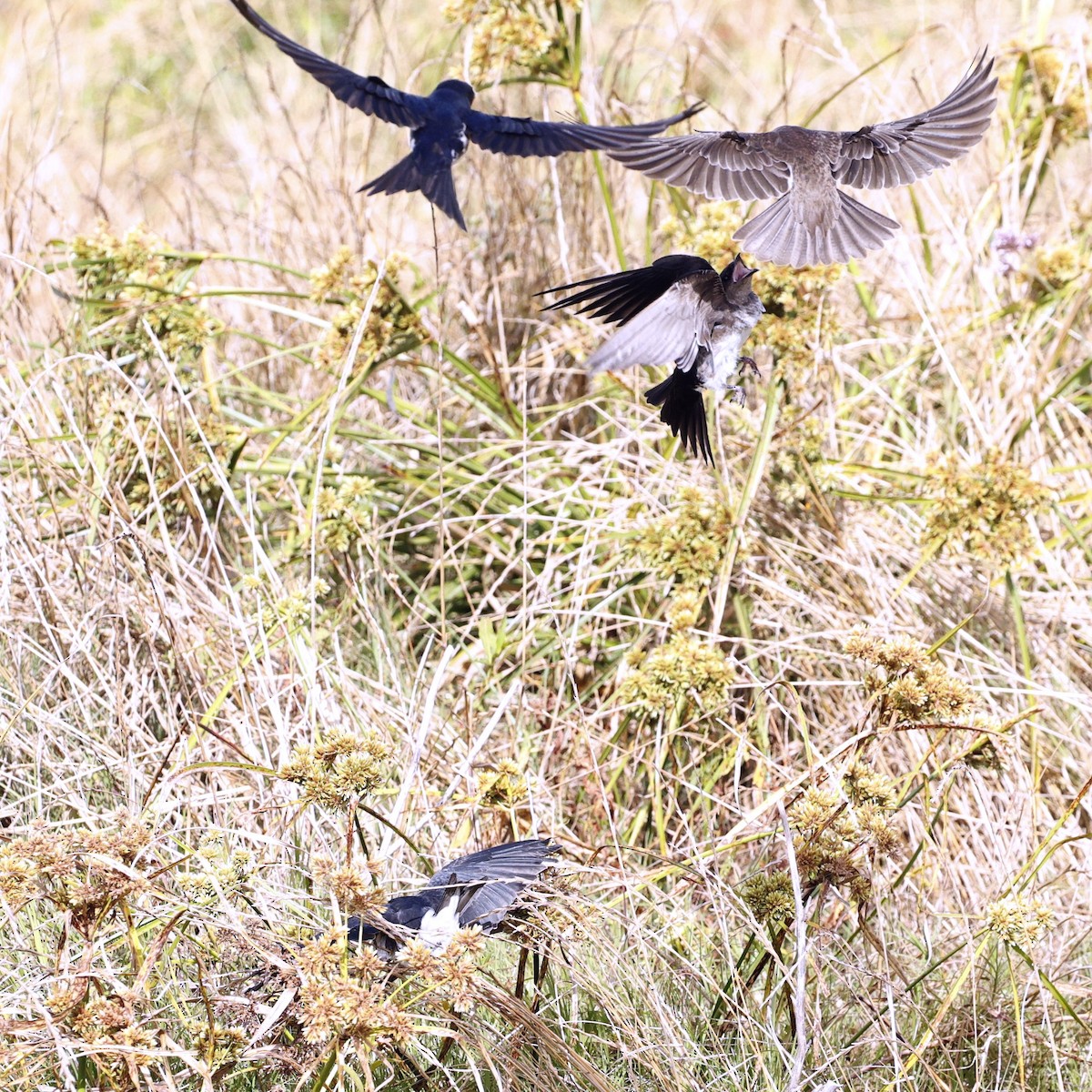 Golondrina Pechigrís - ML628812399