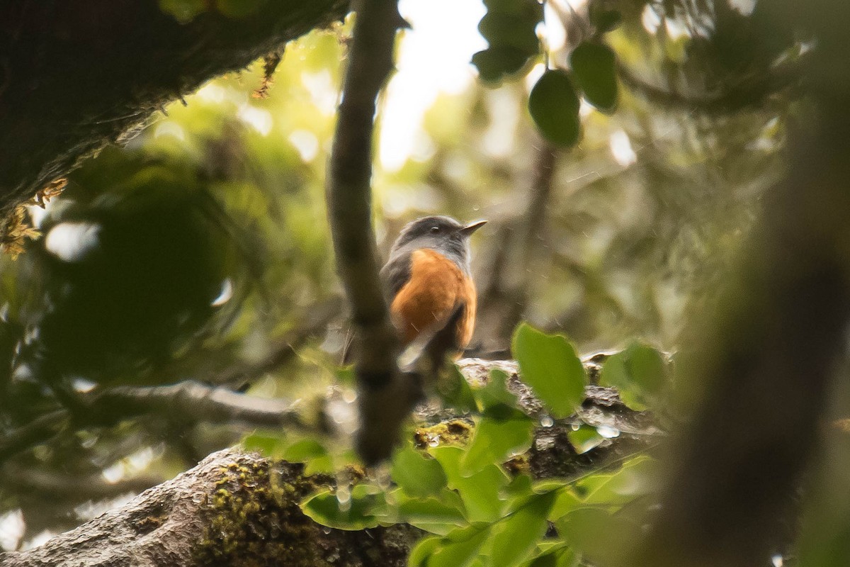Forest Rock-Thrush - ML628812434