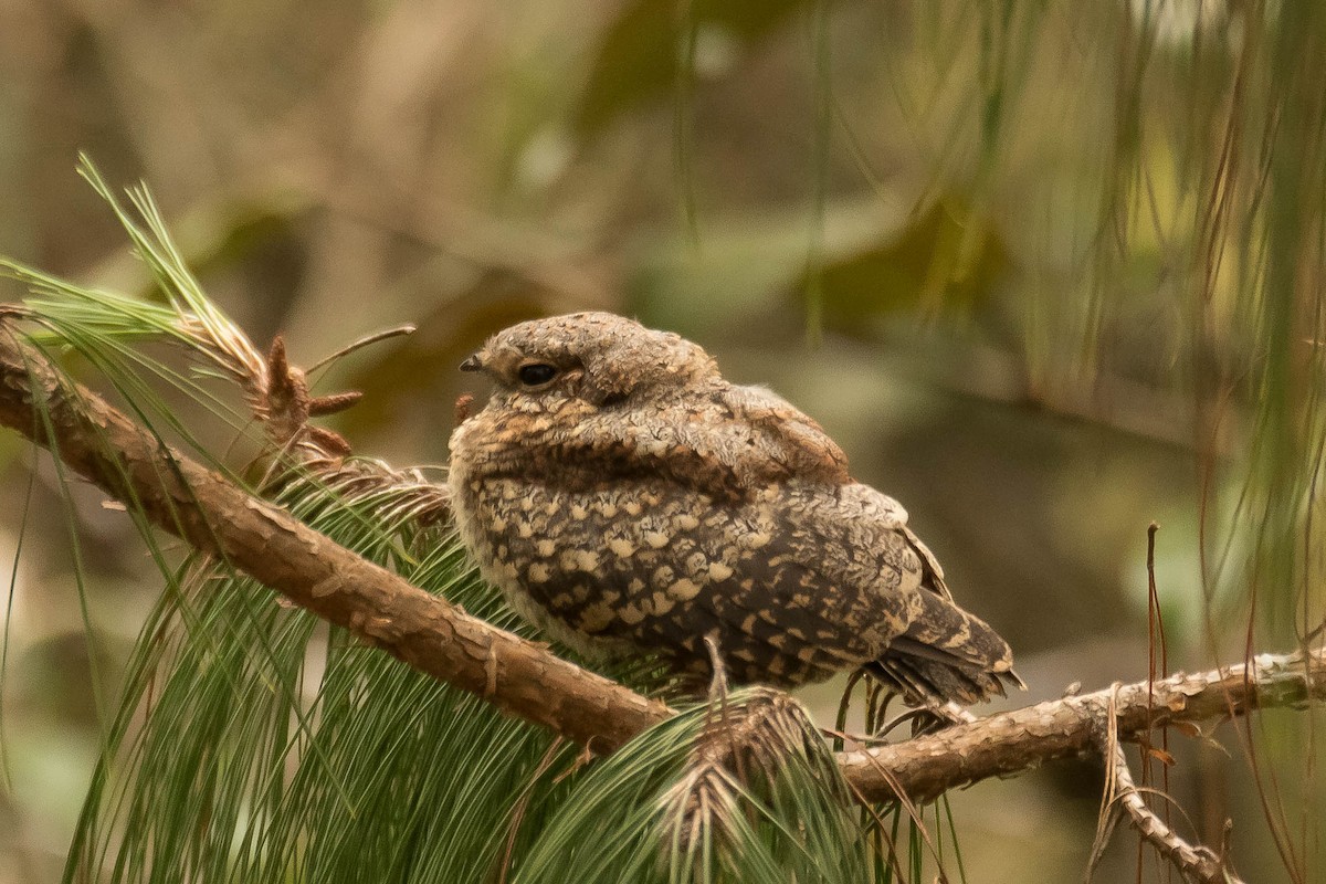 Madagascar Nightjar - ML628812454