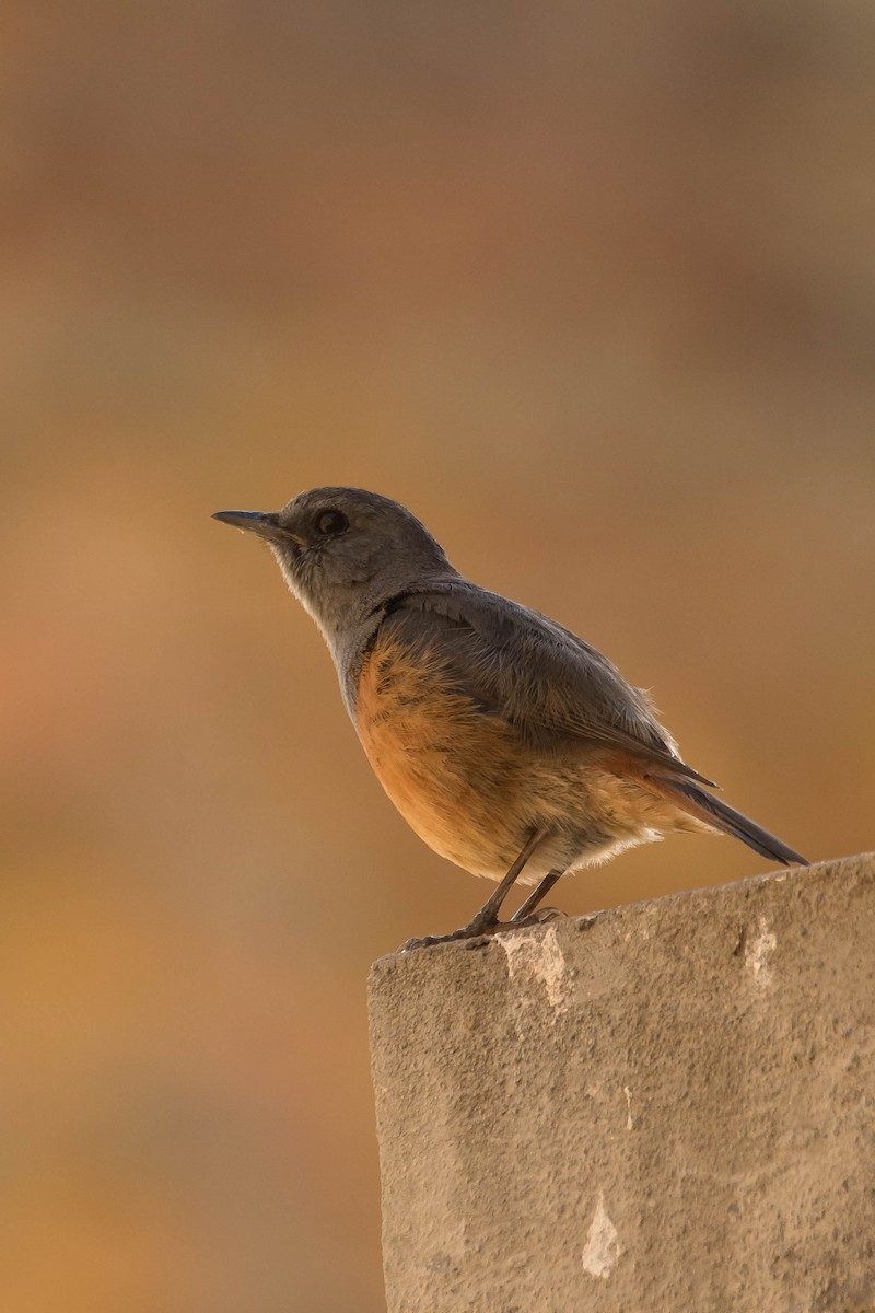 Forest Rock-Thrush (Benson's) - ML628812555