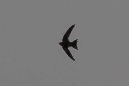 Malagasy Swift - ML628812558