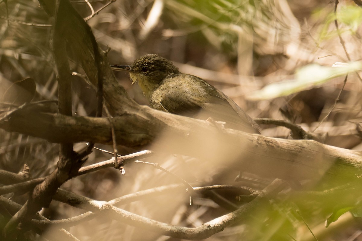 Long-billed Bernieria - ML628812671