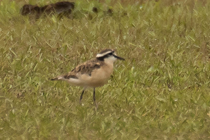 Kittlitz's Plover - ML628812770