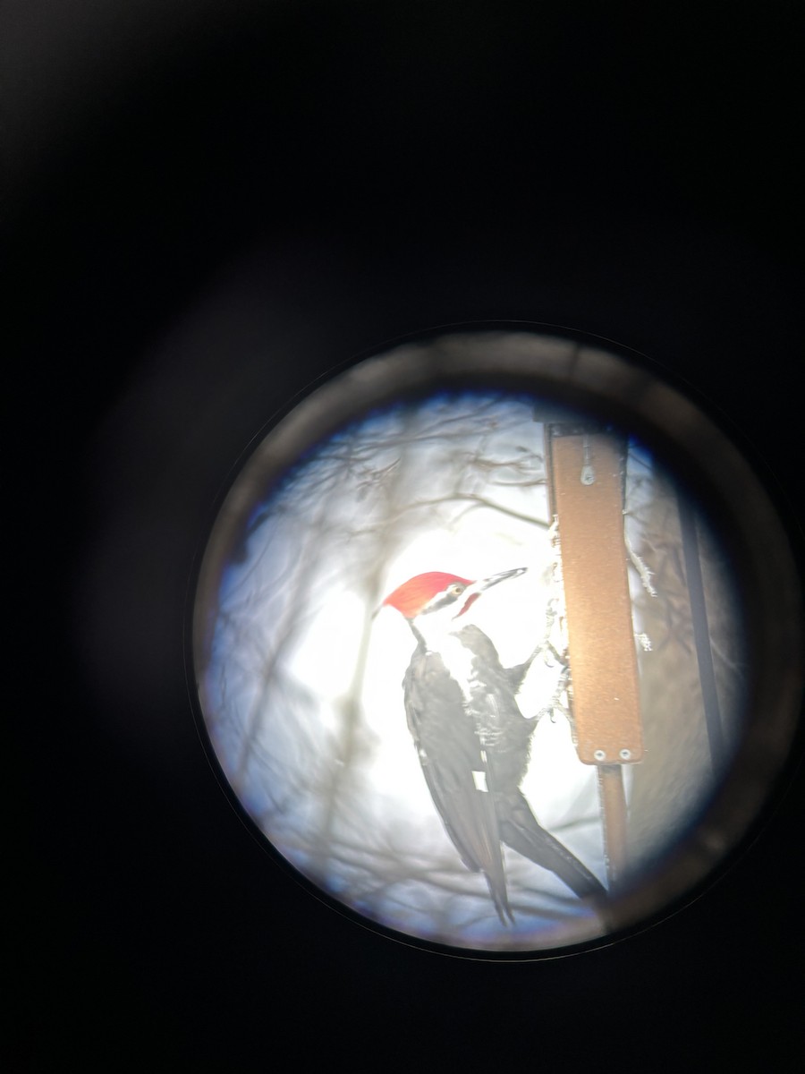 Pileated Woodpecker - ML628812812