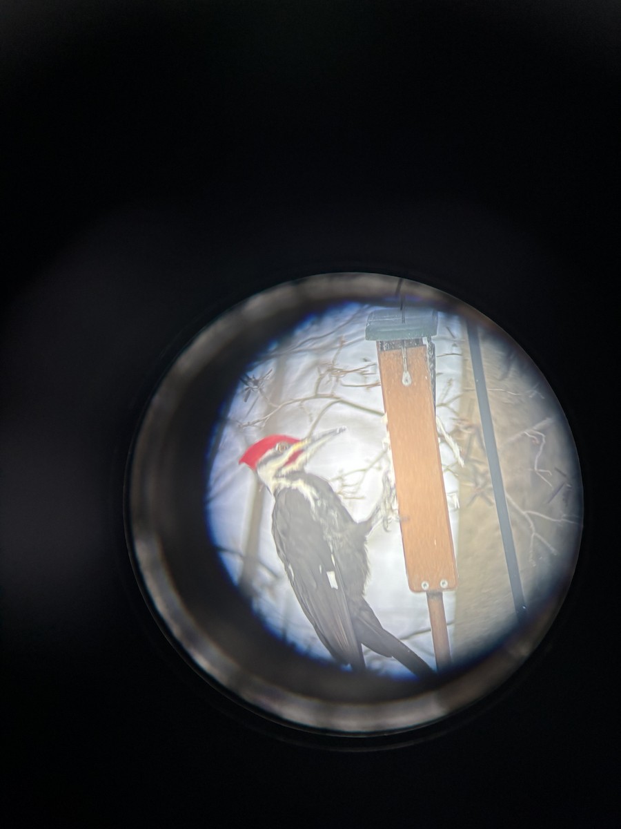 Pileated Woodpecker - ML628812821