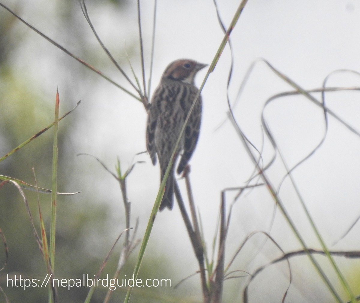 Little Bunting - ML628813308