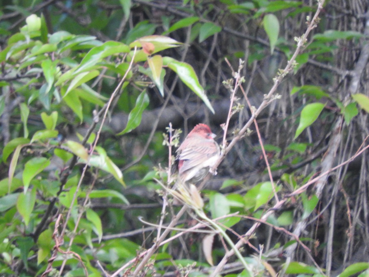 Pink-browed Rosefinch - ML628813589