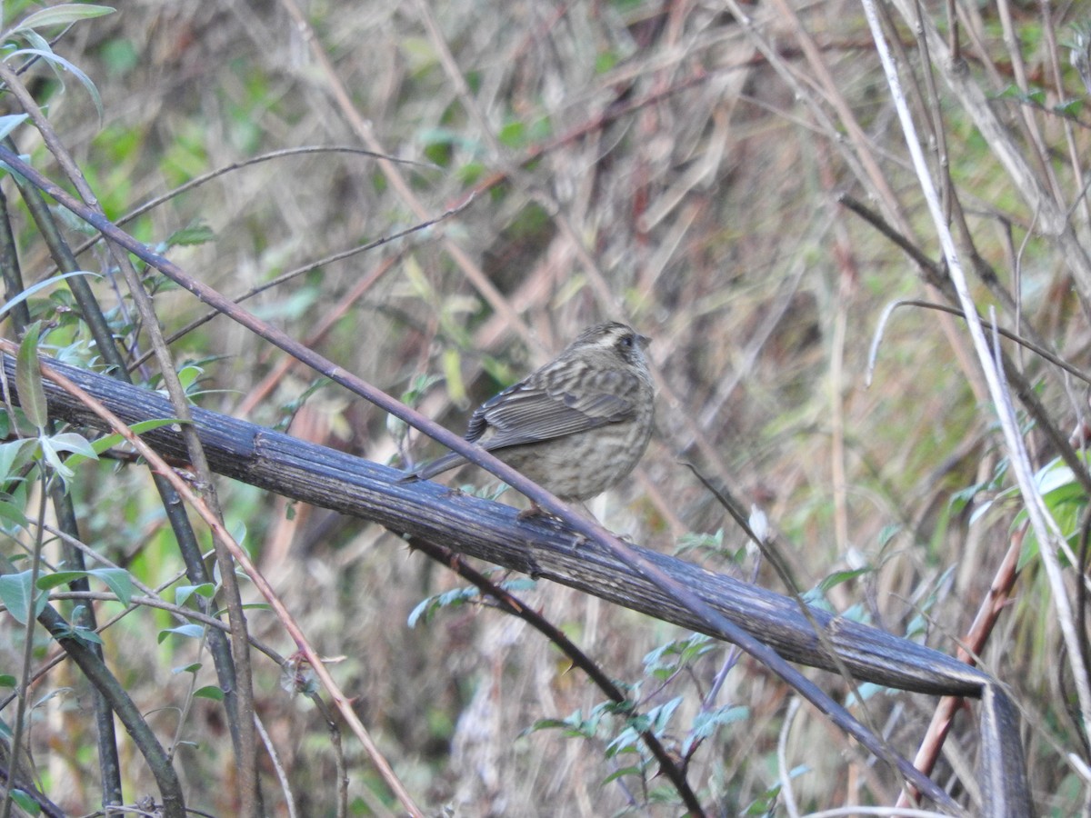 Pink-browed Rosefinch - ML628813590