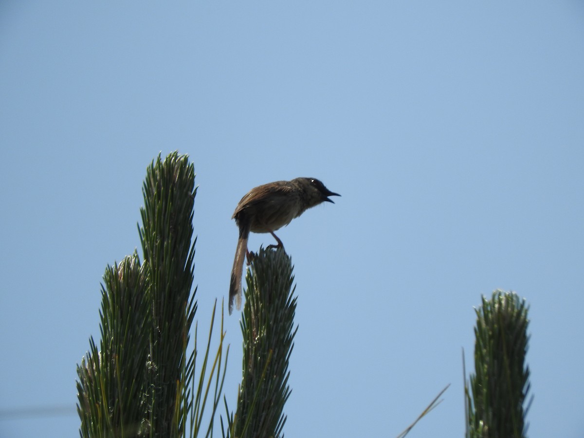 Himalayan Prinia - ML628813607
