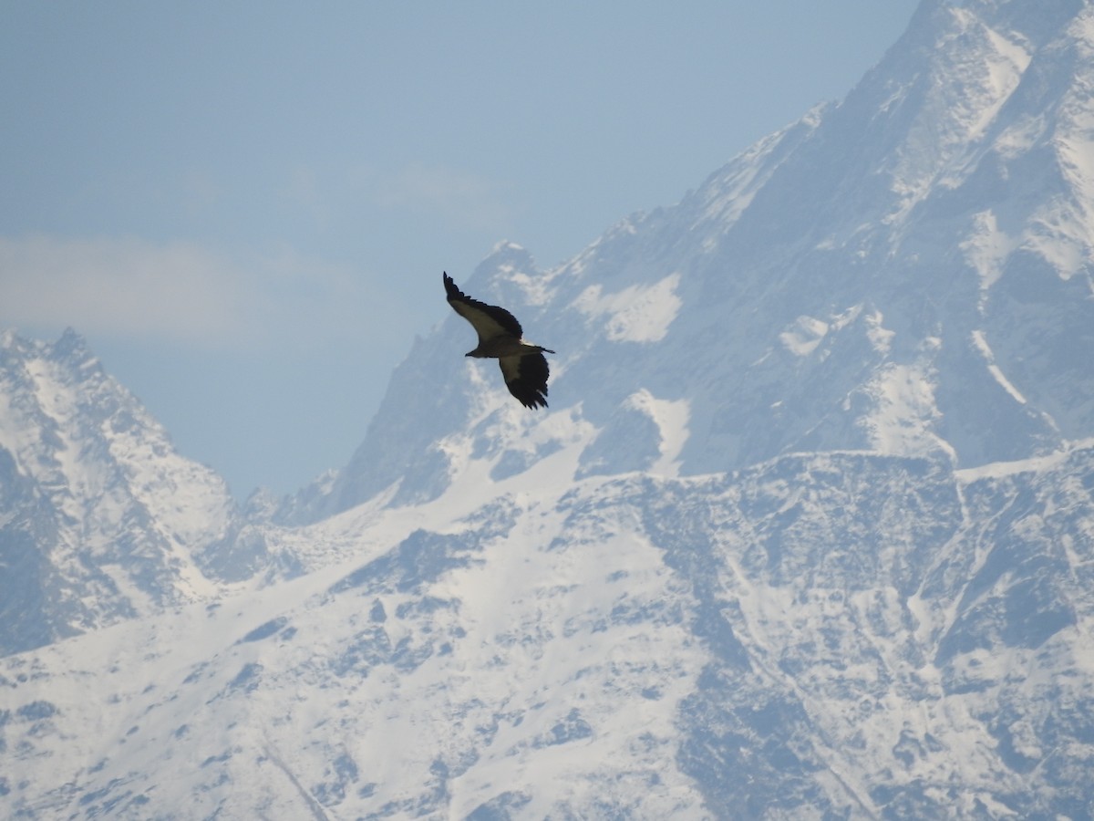 Himalayan Griffon - ML628813700