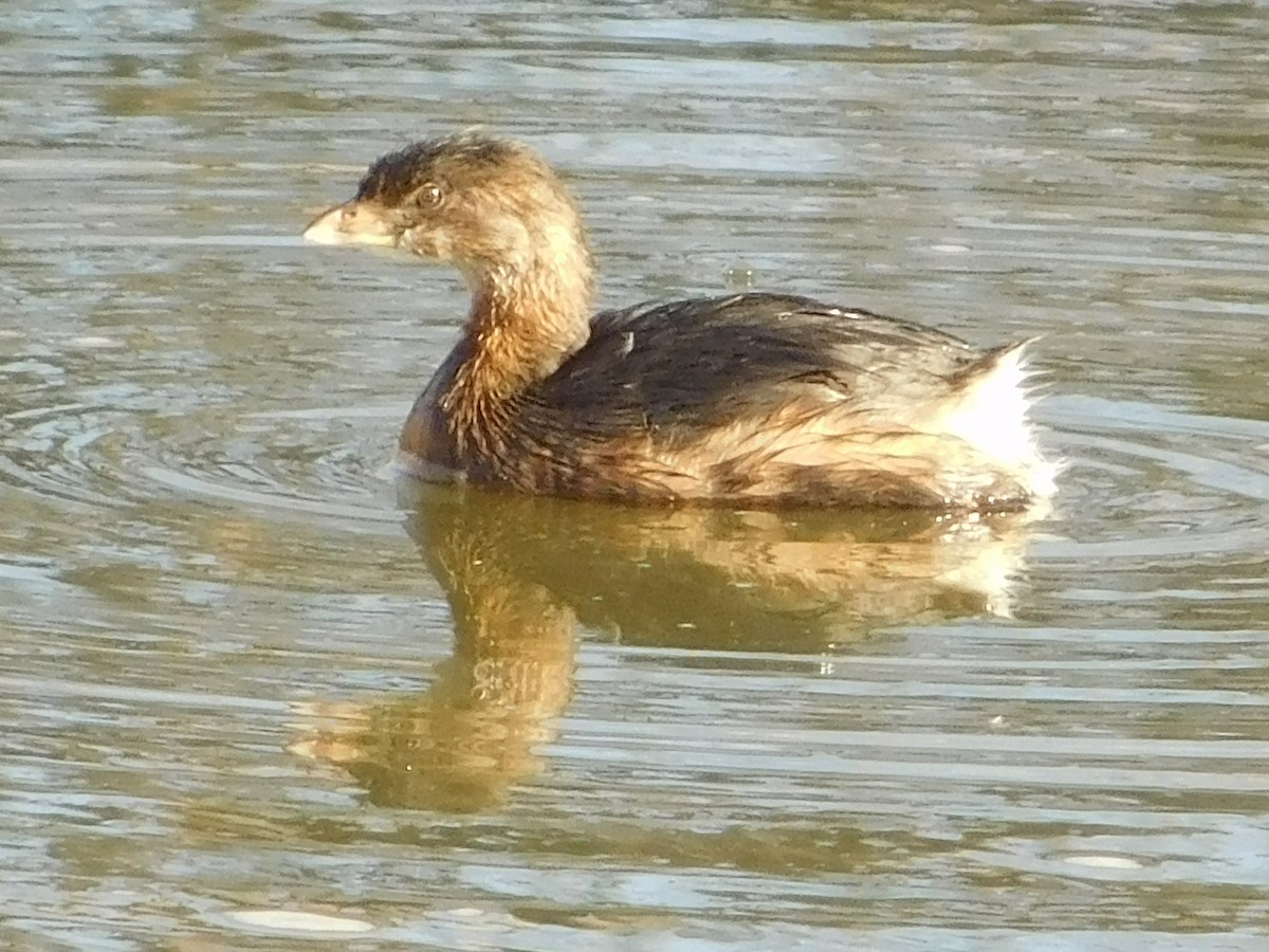 Pied-billed Grebe - ML628813711