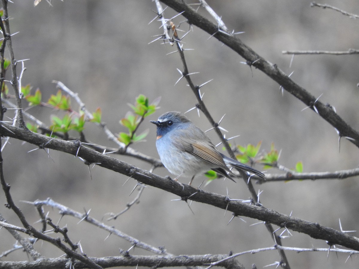 Rufous-gorgeted Flycatcher - ML628813721