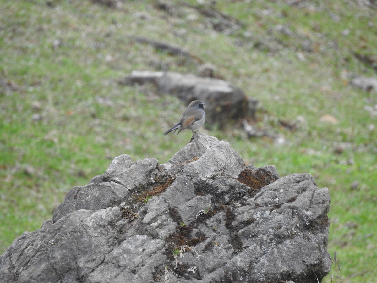 Rufous-gorgeted Flycatcher - ML628813722