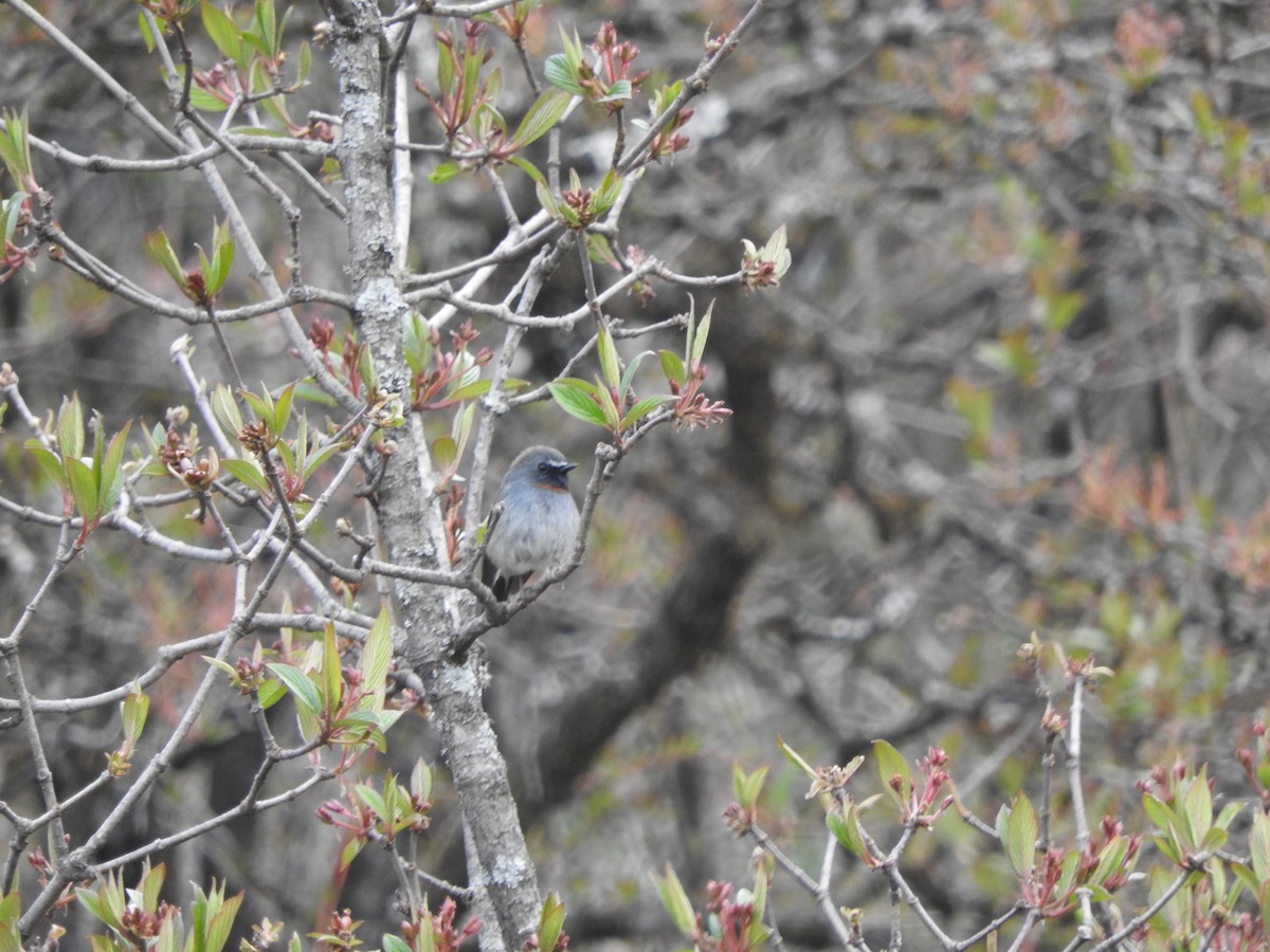 Rufous-gorgeted Flycatcher - ML628813724