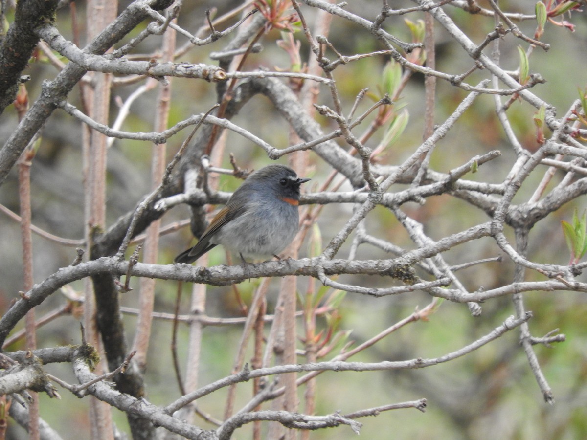 Rufous-gorgeted Flycatcher - ML628813725