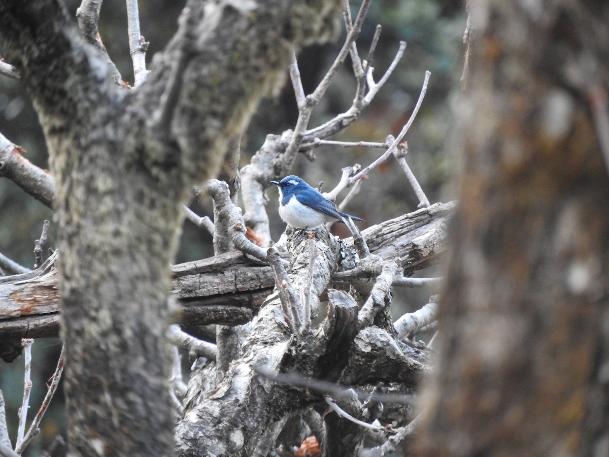 Ultramarine Flycatcher - ML628813741