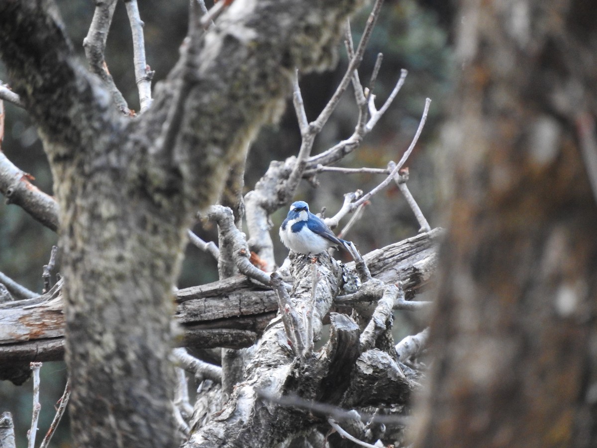 Ultramarine Flycatcher - ML628813742