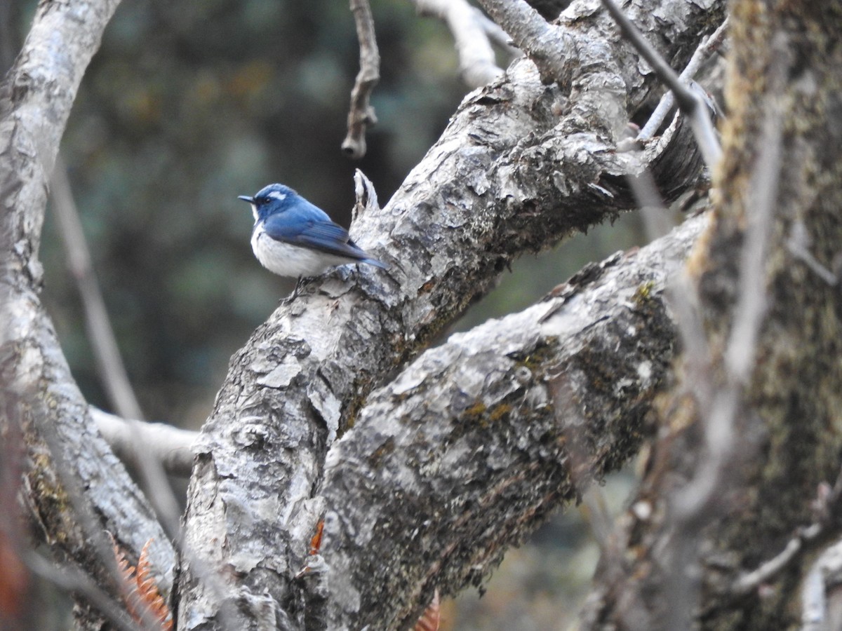 Ultramarine Flycatcher - ML628813743