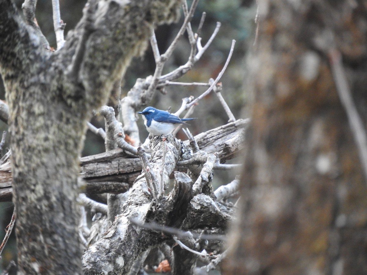Ultramarine Flycatcher - ML628813744