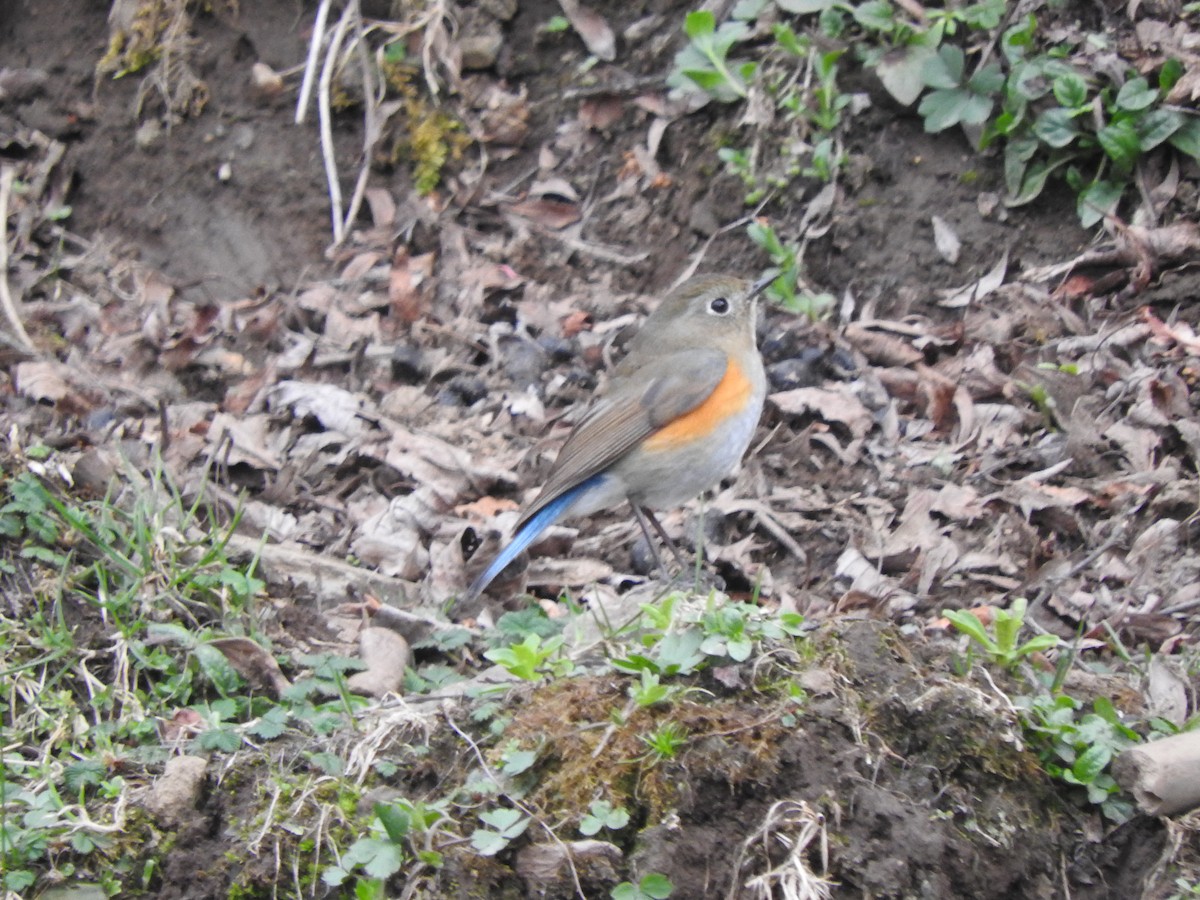 Himalayan Bluetail - ML628813794