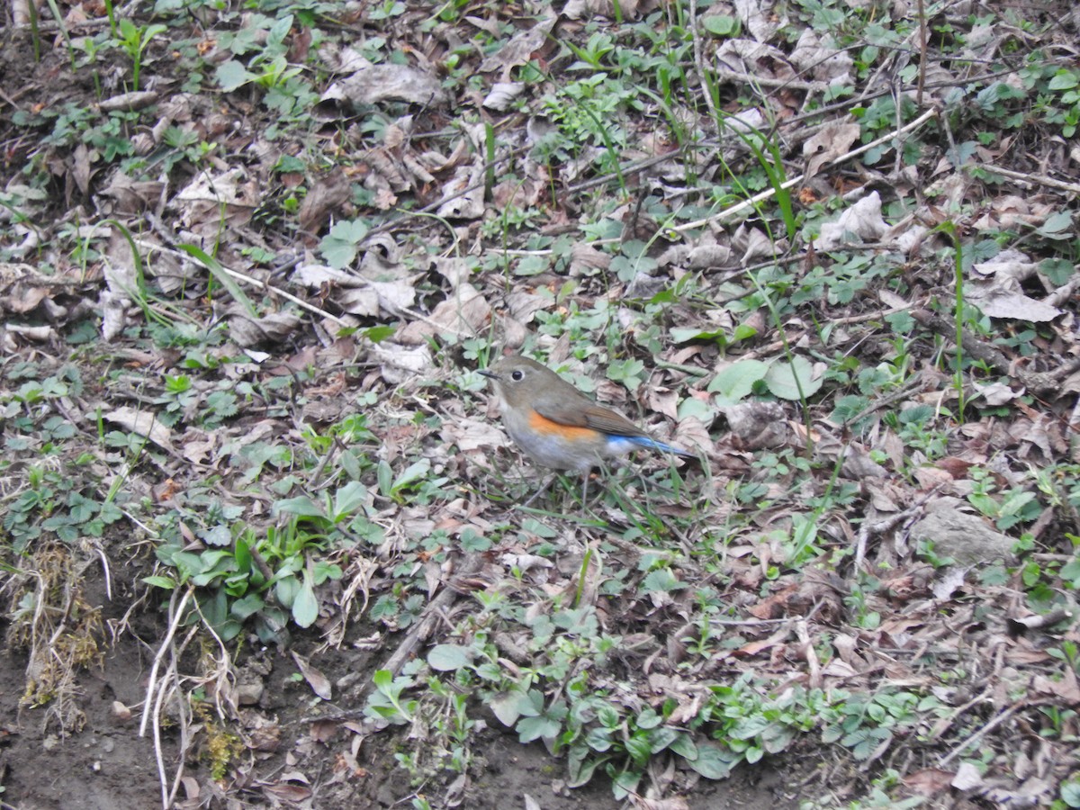 Himalayan Bluetail - ML628813795
