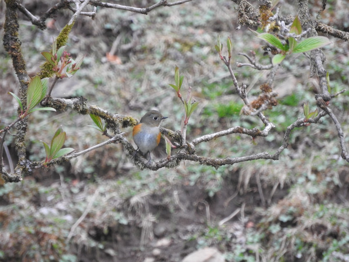 Himalayan Bluetail - ML628813796
