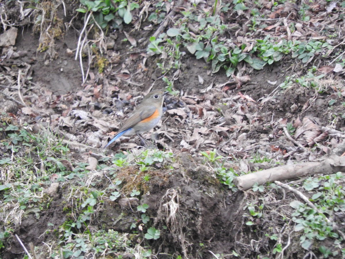 Himalayan Bluetail - ML628813797