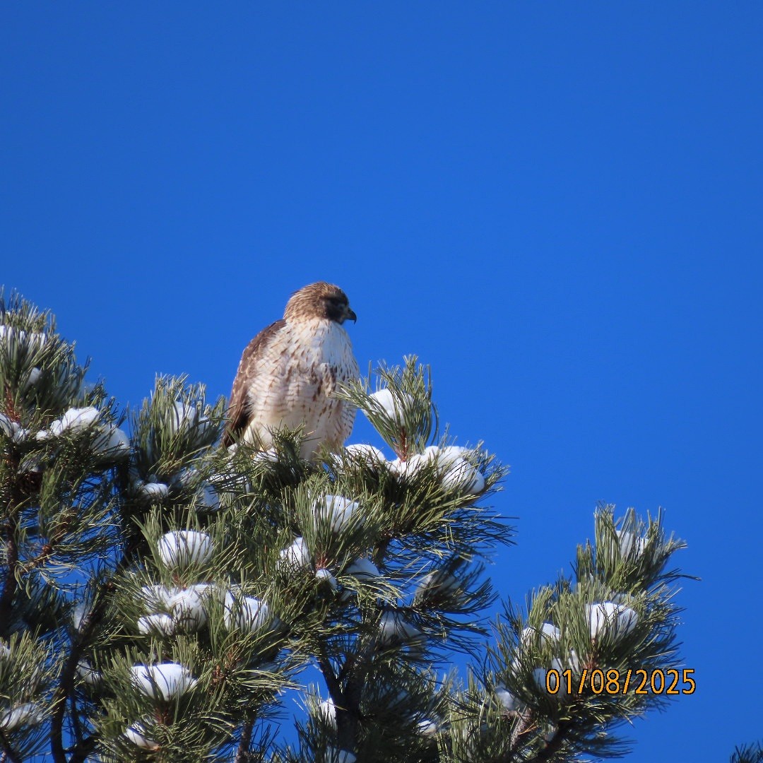 Red-tailed Hawk - ML628813812