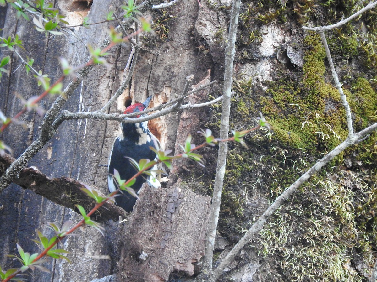 Himalayan Woodpecker - ML628813844
