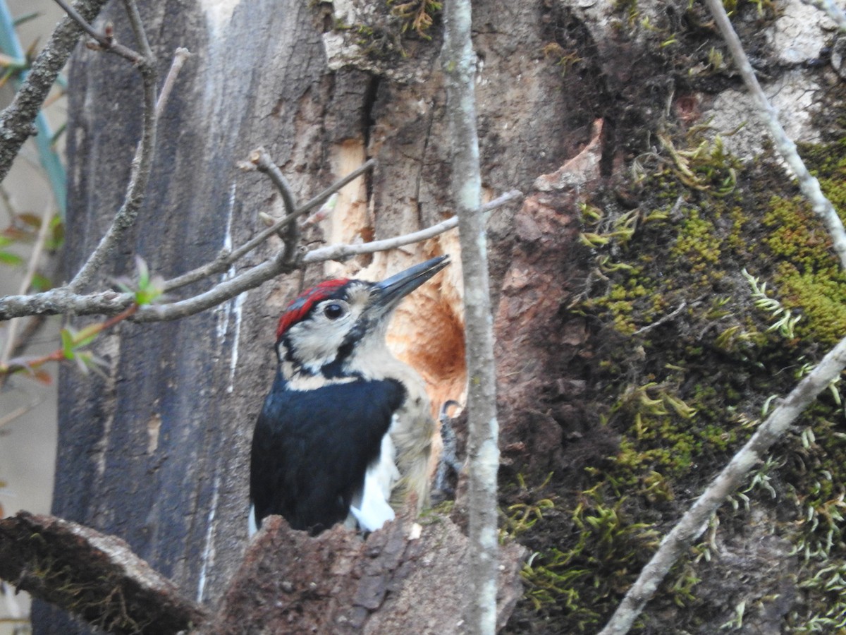 Himalayan Woodpecker - ML628813845