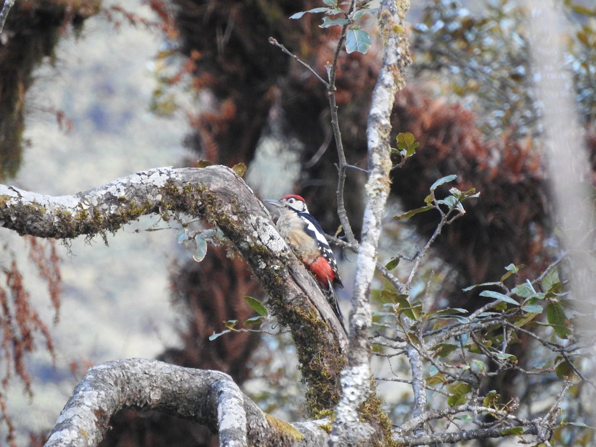 Himalayan Woodpecker - ML628813851