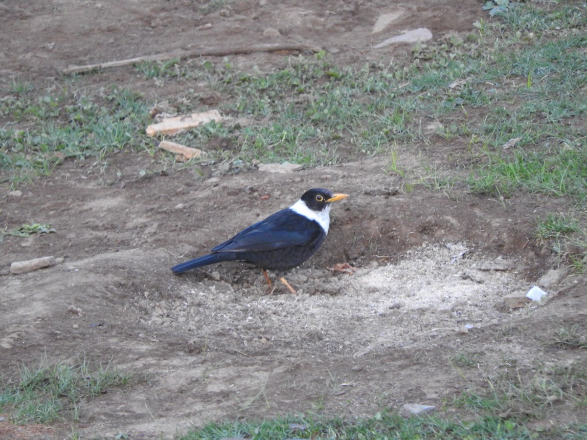 White-collared Blackbird - ML628813861